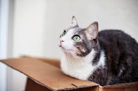 Meowbox is a subscription box just for cats, shipping fun toys and. 7gro9h8tfl9sbm