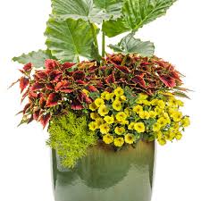 Image result for Coleus bojeri