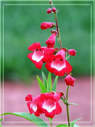 Image result for Penstemon hartwegii