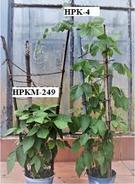 Image result for Macrotyloma uniflorum