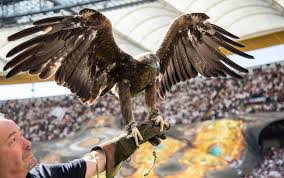 Eintracht frankfurt pin 120 jahre. Eintracht Frankfurt Gegen Benfica Lissabon Wer Hat Den Besseren Adler Watson
