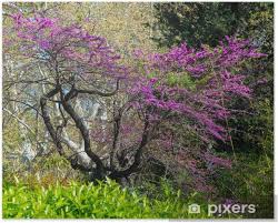 Le foglie su questo albero deciduo sono viola scuro da giovani, maturando fino a diventare verde scuro. Poster Albero Con Bellissimi Fiori Viola Pixers Viviamo Per Il Cambiamento