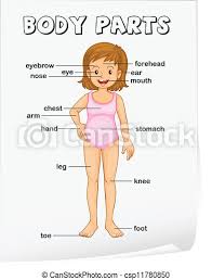 There are those parts located outside (external body parts) and others located inside the body (internal body parts) article rating. Body Parts Stock Photo Images 129 741 Body Parts Royalty Free Images And Photography Available To Buy From Thousands Of Stock Photographers