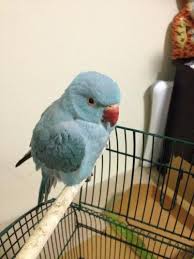 Blue Bird With White Ring Around Neck Reunited Blue Indian Ring Neck Parrot Darling Harbour Sydney Nsw Pet Birds Parrot Blue Bird