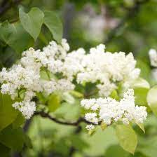 18 Small Trees That Will Add Tons Of Color To Your Landscape Small Trees Japanese Lilac Tree Japanese Tree