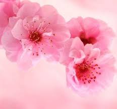 Japanese Cherry Blossom Fragrance Oil Buy Wholesale At Just Scent Candle And Soap Supplies Flower Background Iphone Flower Iphone Wallpaper Flower Wallpaper