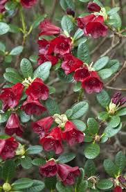 Carmen Rhododendron Is A Low Growing Shrub With Dark Red Flowers Contrasting Nicely With The Emerald Green Glossy L Rhododendron Plant Gifts Low Growing Shrubs