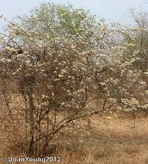 Image result for Combretum mossambicense