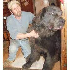Newfoundland Puppies For Sale Newfoundland Dog Puppies And Dogs For Sale And Adoption Newfoundland Dog Puppy Dogs And Puppies Puppies For Sale
