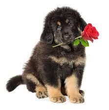 Pin On Puppies