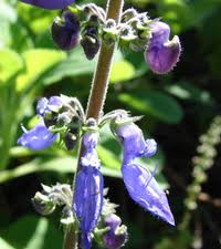 Image result for Coleus amboinicus