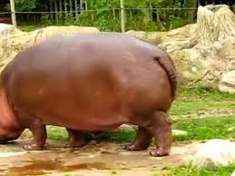 Hippo Has Exploding Poo Cute Cats And Dogs Hippo Funny Animals
