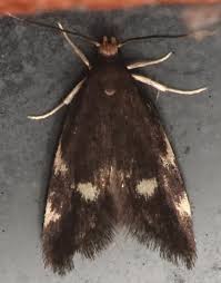 Image result for Telechrysis tripuncta