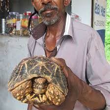 Counting Stars Illegal Trade Of Indian Star Tortoises Is A Far Graver Issue