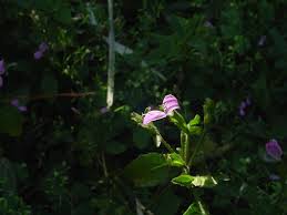 Image result for Hypoestes triflora