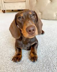 Get healthy pups from responsible and professional breeders at puppyspot. Dachshund Puppies For Sale Carolina Beach Nc 355649