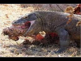 Kerabat terdekat biawak komodo adalah biawak renda, varanus varius, yang hingga saat ini masih terdapat di alam di benua australia bagian timur. Biawak Makan Manusia Youtube