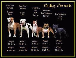 Pitbull Size Chart Goldenacresdogs Com