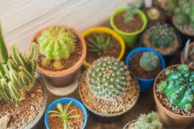 (if your container doesn't have drainage holes, use less water.) don't use a spray. How To Take Care Of Succulents To Give Them Their Best Life