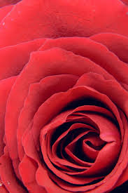 Looking for the best wallpapers? Rose Red Flower Nature Love Iphone 7 Wallpaper Iphone7wallpapers Co