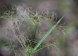 Image result for Rhynchospora brevirostris