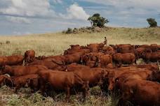 AAM Livestock Estcourt Sale
