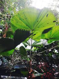 Image result for Licuala grandis