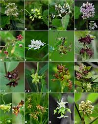 Image result for Apocynaceae subfamilies Asclepiadoideae and Secamonoideae