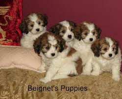 You might get lucky, in which case, the adoption fee for a cavachon will be between $75 to $250. Cavachon Puppies For Sale The Monarchy Cavachon Puppies Cavachon Puppies