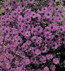 Image result for Brachycome