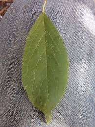 Some of the major plum groupings are described here. Basic Tree Tree Identification Regional And Community Forestry School Of Natural Resources Unviersity Of Nebraska Lincoln