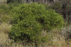 Image result for Boscia foetida