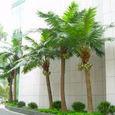 You'll find small house plants, large house plants and everything in. Cheap Price Home Garden Indoor Outdoor Decorative Artificial Coconut Tree India Buy Artificial Coconut Tree India Large Outdoor Artificial Trees Artificial Coconut Palm Tree Product On Alibaba Com