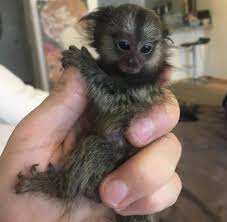 Check spelling or type a new query. Monkeys For Sale Melbourne