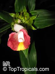 Image result for Costus lucanusianus