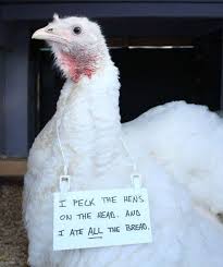 Awkward Chicken Shaming Facebook Issuing fines, or public shaming?! awkward chicken shaming facebook