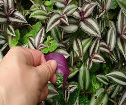 The wandering jew plant (tradescantia palladia) is a popular houseplant due to its easy care regimen and number of colorful varieties. Wandering Jew Care And How To Take Cuttings Of Becky S Greenhouse