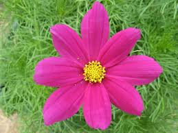 Here are some of these plants: Summer Annuals Guide Top 10 In Southern California Install It Direct