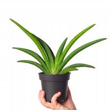 Image result for Sansevieria pearsonii