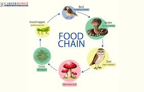 Rainforest Food Chain And Web: Examples And Who'S On Top - A-Z Animals