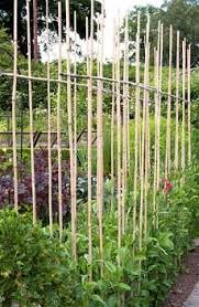 Check spelling or type a new query. Pin By Julie Girard On Edible Gardens Vegetable Garden Veggie Garden Growing Sweet Peas