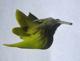 Image result for Crotalaria cupricola
