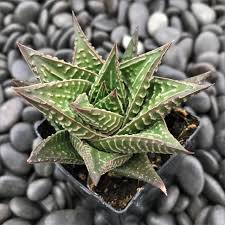 Image result for Haworthia limifolia
