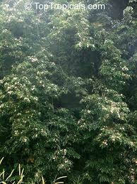 Image result for Pterocarpus megalocarpus