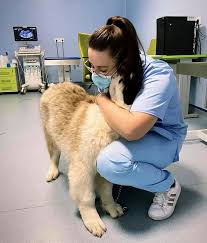 Clinica falconvet are o echipa specializata pe diverse tipuri de servicii, fiecare doctor veterinar are propriul orar de lucru. Spitalul Universitar De Urgenta Profesor Dr Alin BirÅ£oiu Home Facebook