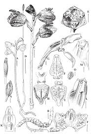 Image result for Gastrodia rwandensis
