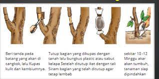 Apa Yang Dimaksud Dengan Perkembangbiakan Vegetatif Buatan Halaman All Kompas Com