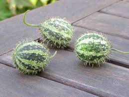 Image result for Cucumis