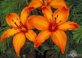 The most extreme meanings of this flower are. Gtky Favorite Flower Orange Flower Photos Lily Flower Orange Flowers