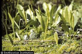 Image result for Ophioglossum vulgatum